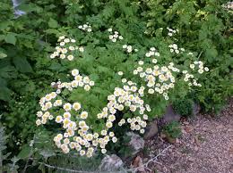 Image result for Tanacetum parthenium 'Tetraweiss'