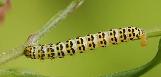 Attēlu rezultāti vaicājumam “Shargacucullia scrophulariae”