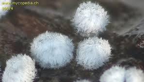 Attēlu rezultāti vaicājumam “Lachnella alboviolascens”