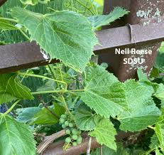 Attēlu rezultāti vaicājumam “Vitaceae”