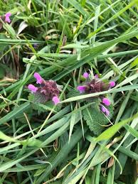 Attēlu rezultāti vaicājumam “Lamium purpureum leaf”