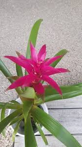 Картинки по запросу гусмания