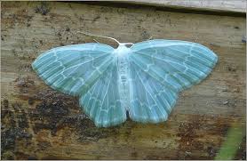 Attēlu rezultāti vaicājumam “Jodis putata”