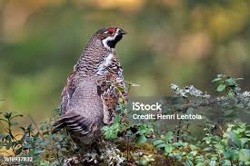 Attēlu rezultāti vaicājumam “Tetrastes bonasia eggs”