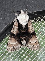 Attēlu rezultāti vaicājumam “Acronicta alni”