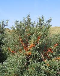 Attēlu rezultāti vaicājumam “Hippophae rhamnoides female flower”