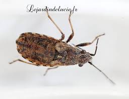 Attēlu rezultāti vaicājumam “Nithecus jacobaeae”