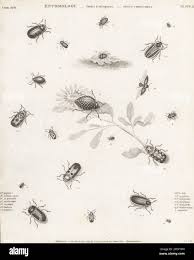 Attēlu rezultāti vaicājumam “Diaperis boleti imago”