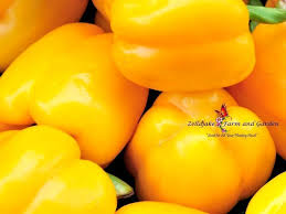 Afbeeldingsresultaat voor californian wonder golden sweet pepper