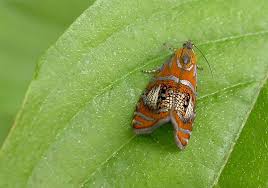 Attēlu rezultāti vaicājumam “Olethreutes arcuella”