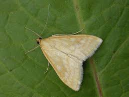 Attēlu rezultāti vaicājumam “Sitochroa verticalis”