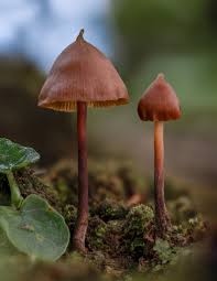 Attēlu rezultāti vaicājumam “Claustria didermoides”