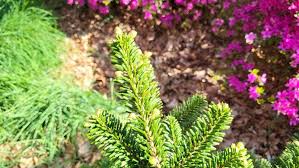 Attēlu rezultāti vaicājumam “Abies mariesii”