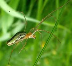 Attēlu rezultāti vaicājumam “Tetragnatha extensa”