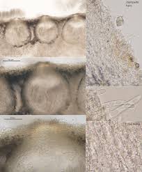 Attēlu rezultāti vaicājumam “Podostroma leucopus”
