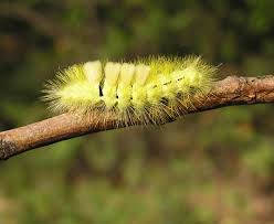 Attēlu rezultāti vaicājumam “Calliteara pudibunda”