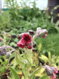 Attēlu rezultāti vaicājumam “Cynoglossum officinale flower”