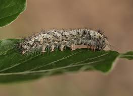 Attēlu rezultāti vaicājumam “Lymantria monacha pupa”