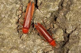 Attēlu rezultāti vaicājumam “Hylecoetus dermestoides”