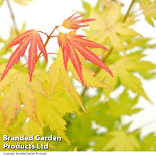 Image result for Acer palmatum `Orange Dream`