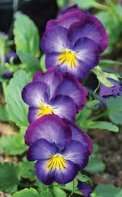 Image result for violet
