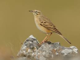 Image result for Anthus campestris