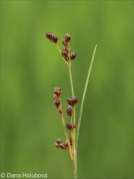 Attēlu rezultāti vaicājumam “Juncus alpinoarticulatus”