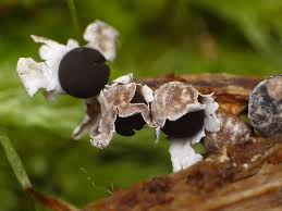 Attēlu rezultāti vaicājumam “Diderma radiatum”