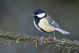 Attēlu rezultāti vaicājumam “Parus major female”