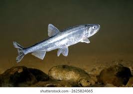 Image result for Osmerus eperlanus