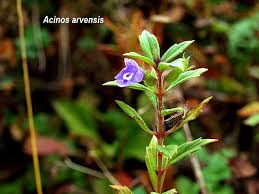 Attēlu rezultāti vaicājumam “Acinos arvensis”