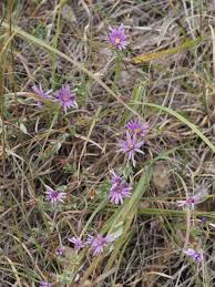 Attēlu rezultāti vaicājumam “Siphoptychium violaceum macro”