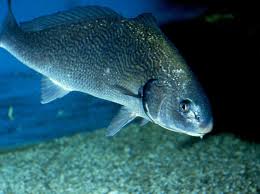 Image result for Umbrina cirrosa