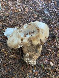 Attēlu rezultāti vaicājumam “Tricholoma sp.”