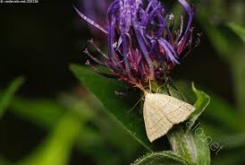 Attēlu rezultāti vaicājumam “Polypogon tentacularius”