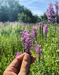 Attēlu rezultāti vaicājumam “Lythrum salicaria flower”