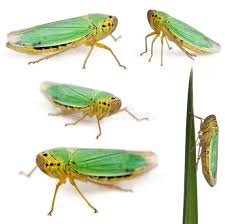 Attēlu rezultāti vaicājumam “Cicadella viridis female”