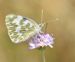 Attēlu rezultāti vaicājumam “Pontia edusa underside”