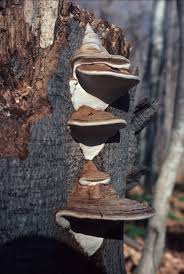 Attēlu rezultāti vaicājumam “Ganoderma applanatum”