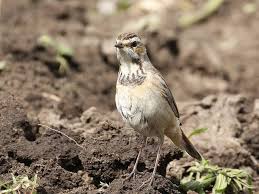 Attēlu rezultāti vaicājumam “Luscinia svecica adult”