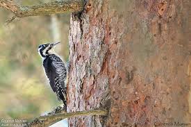 Attēlu rezultāti vaicājumam “Picoides tridactylus”
