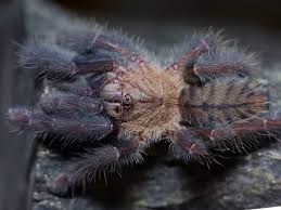 Attēlu rezultāti vaicājumam “Lamproderma nigrescens young”