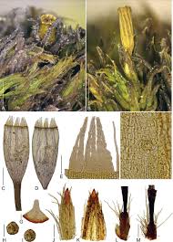 Attēlu rezultāti vaicājumam “Orthotrichum speciosum sporophyte”
