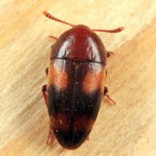 Attēlu rezultāti vaicājumam “Tetratomidae”