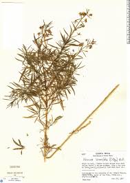 Image result for Alonsoa linearis