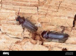 Attēlu rezultāti vaicājumam “Anobiidae”