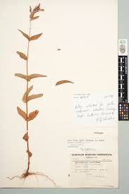 Attēlu rezultāti vaicājumam “Epilobium montanum”