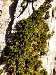 Attēlu rezultāti vaicājumam “Orthotrichum diaphanum”