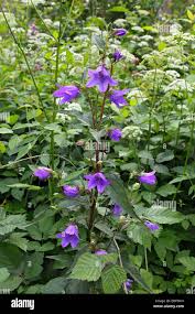 Attēlu rezultāti vaicājumam “Campanula trachelium leaf”