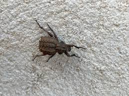 Attēlu rezultāti vaicājumam “Larinus sp.”